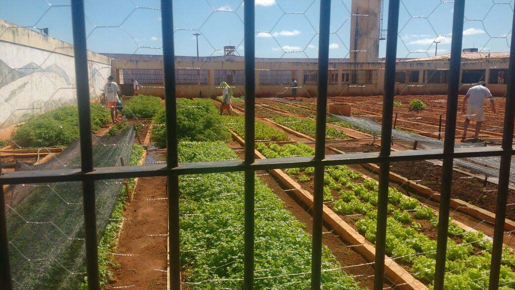 Imagem de capa - Detentos do Ceará cultivam alimentos e plantas medicinais em presídio